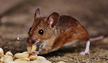 24 Hour & Emergency Exterminators in Ranlo, NC